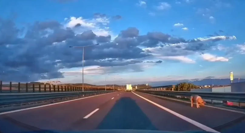 Kiugrott az utánfutóból egy sertés az autópályán (VIDEÓ)