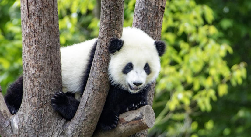 A Bitpanda kapta az első MiCA-hoz kapcsolódó büntetést, 25 millió forint értékben