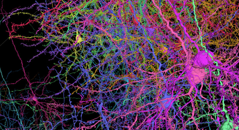 Magyar kutatók tárták fel az idegsejtek közötti kommunikációt hangoló neurobiológiai folyamatot