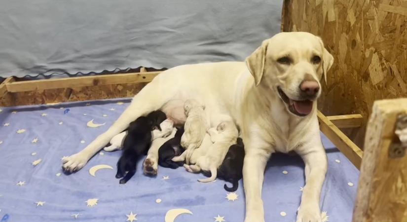 Különleges küldetés vár a most született nyolc labradorkölyökre