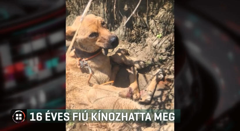 RTL: Egy 16 éves fiú köthette zsákba és drótozhatta össze a Hernád partján talált kutyát