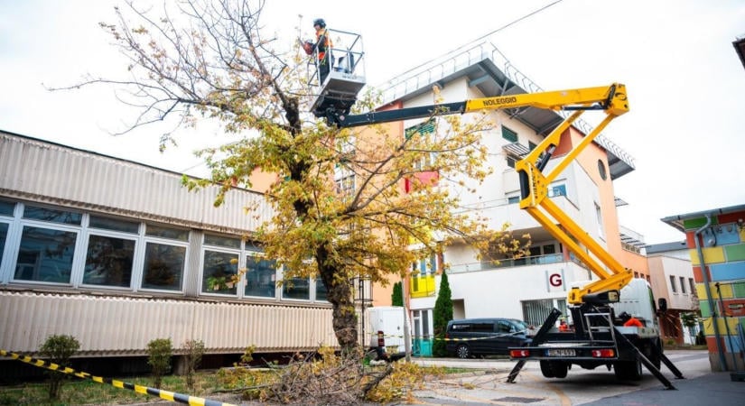 Pápai szakemberek is segítettek megújítani a Heim Pál Gyermekkórház fáit