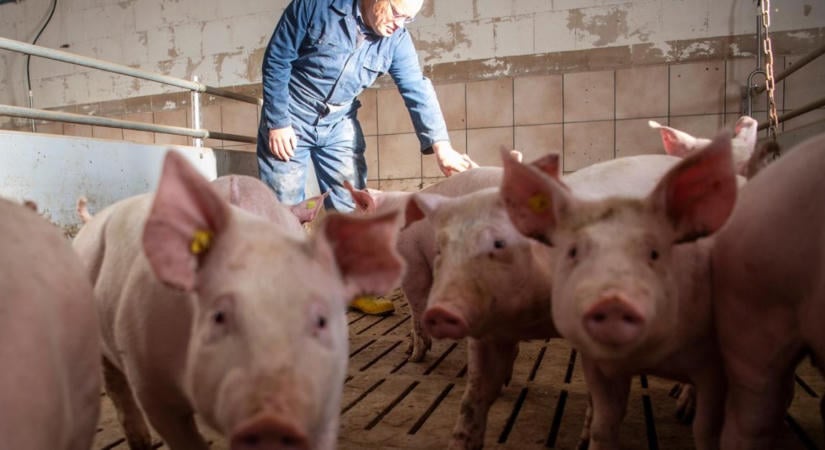 Negyedével visszaeső árak: olyan pofont kapott a sertésszektor, amiből nehéz lesz felállni