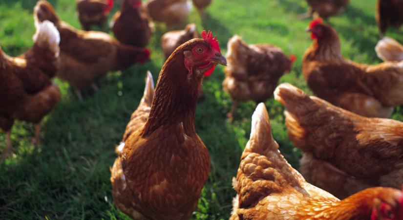 Megdöbbentő dolog derült ki a csirkékről: ezt sokan nem gondolták volna