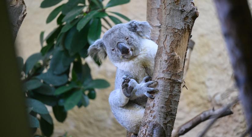 Lefagyasztják a koalák petesejtjeit és spermiumait a kutatók, hogy a fajt megmentsék a kihalástól