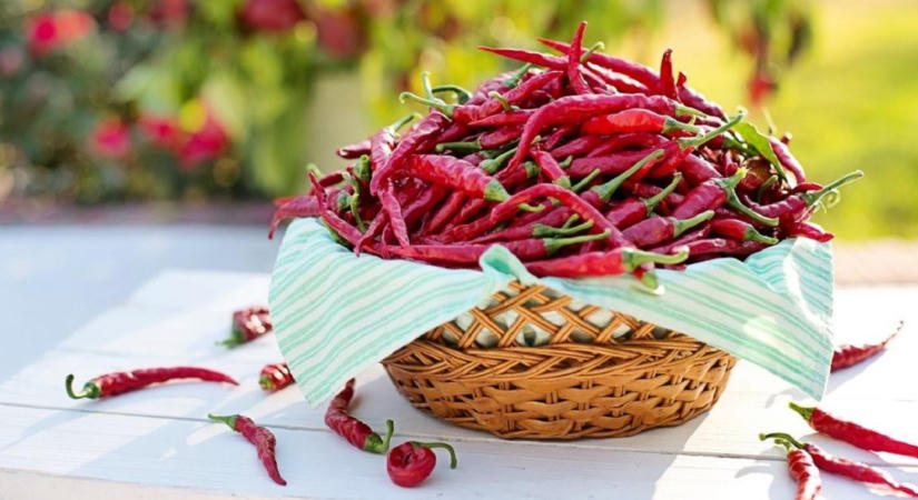 Csípősen szereted? A paprika erejét nem csak az ízlelőbimbóid érzik meg