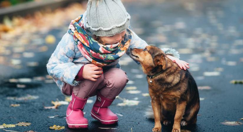 Kóbor kutya mentette meg a fagyhalál szélén álló kislányt