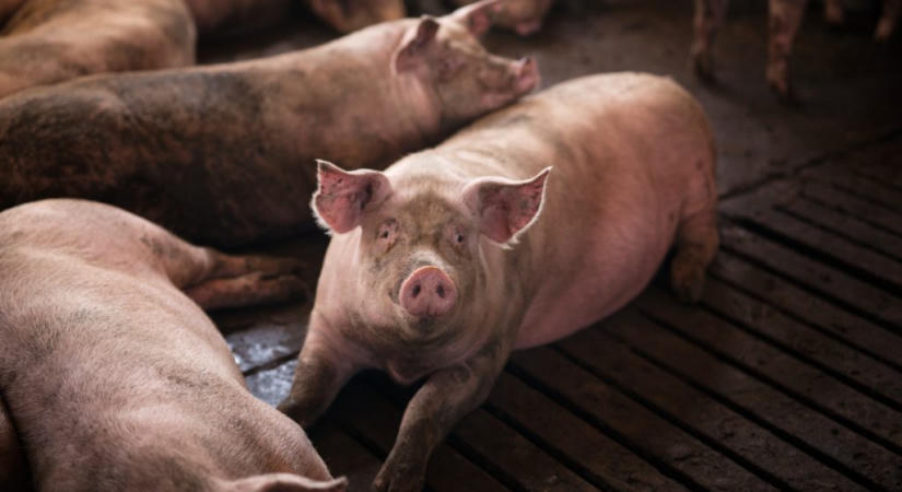 Újabb Baranya megyei házisertés-állományban jelent meg az afrikai sertéspestis