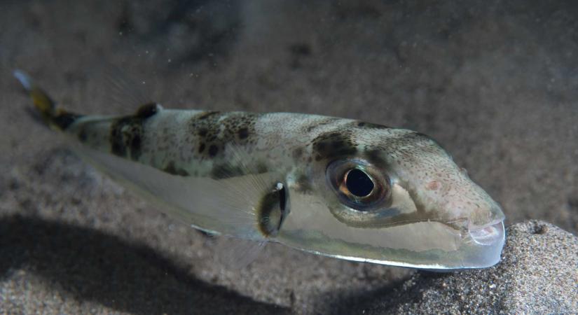 Mérgező gömbhalak a görög partokon: pánikra nincs ok, de ne nyúljunk hozzájuk