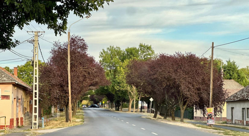 Sorban pusztulnak a fák, és még a Tisza közelsége sem menti meg őket