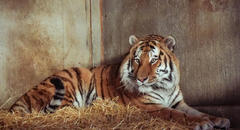 Azonosították a Yorkshire Wildlife Park tigristámadásának áldozatát