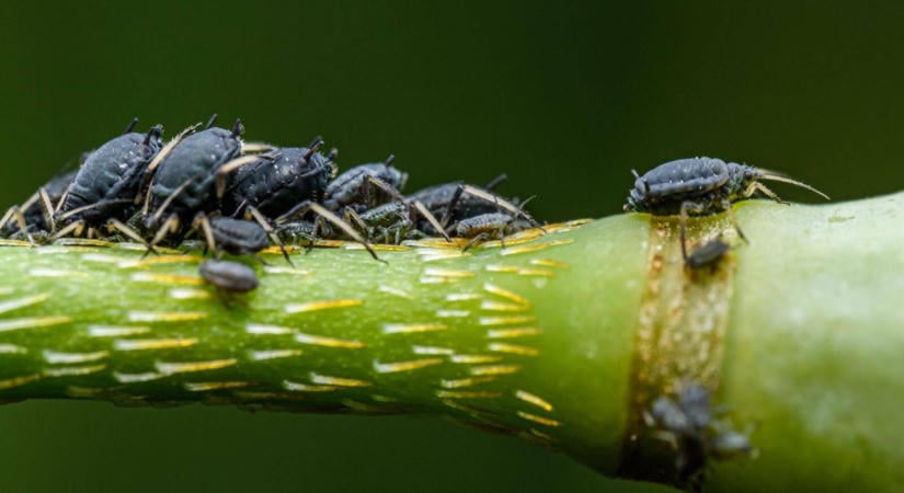 Így szabadulhatsz meg a levéltetűtől és a pajzstetűtől vegyszer nélkül