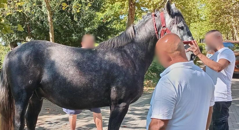 Elszabadult lovak okoztak balesetet a szüreti felvonuláson