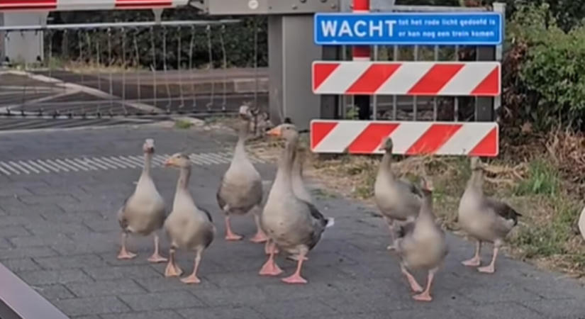 Vasúti átjárónál várakozó libák tartják lázban most az internetet