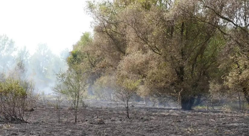 Lángra kapott a száraz aljnövényzet Csapnál – a tűz az erdőt is veszélyeztette