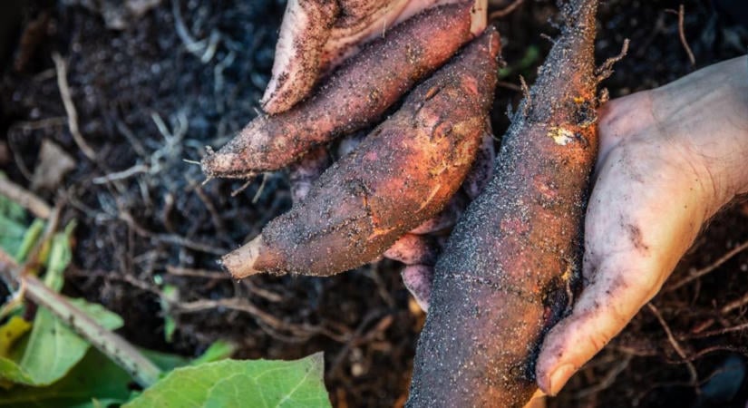 Yacon betakarítása: mikor szedd fel, és mit kezdj a rizómával?