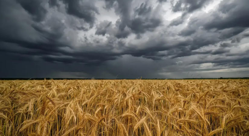 Reprezentatív felmérést indít az agrárkamara a jégkármérséklő rendszer gazdálkodói támogatottságáról