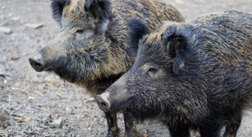 Szándékosan rongálják Ezüsthegyen a vaddisznó-riasztókat, odacsalják az állatokat