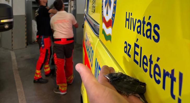 Apró életet mentettek a kaposvári mentők, megható bejegyzést tettek közzé oldalukon