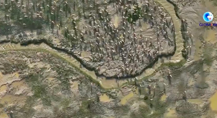 Videó: 4500 méteren védik a tibeti antilopokat
