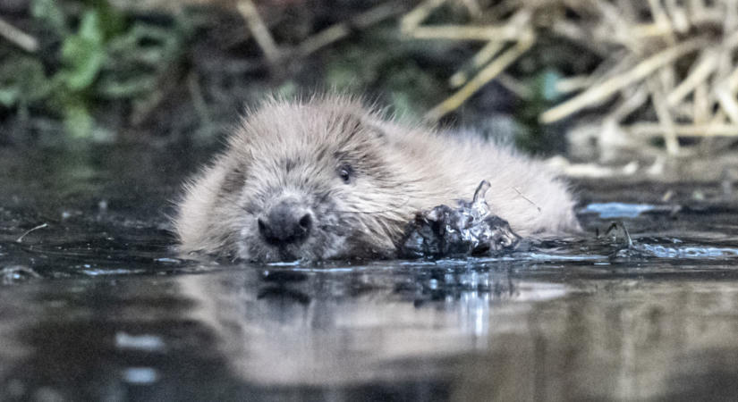 Drámai a helyzet Siklósdnál: Az elszaporodott hódok fenyegetik a Fertő-tó vízutánpótlását