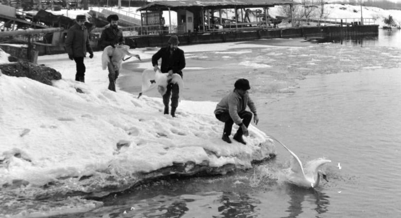 Így mentették meg a kimerült madarakat: a mezőcsokonyai hattyúk története 1987 fagyos teléből (GALÉRIA)