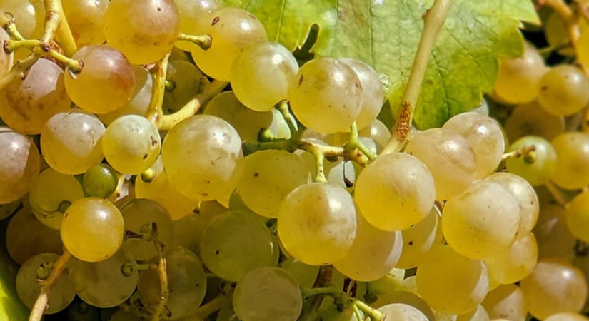 Korábban kezdődött a szüret – Tokajban is változásokat hozott az éghajlat