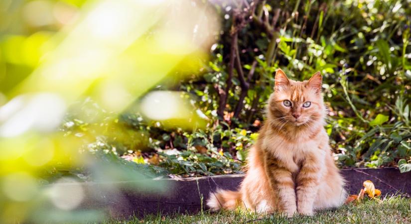Macskapisi és -kaki az udvaron: így kezeljük őket