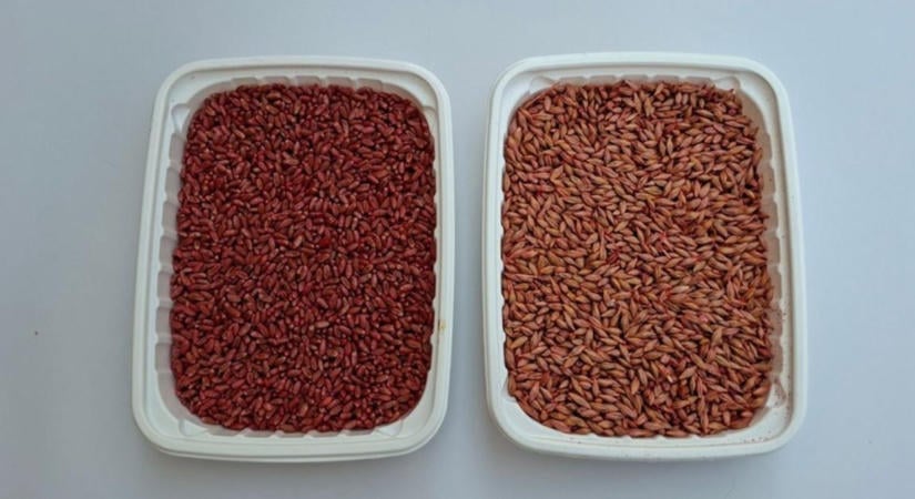 BIOSILD EXTRA – biztos alap a sikeres induláshoz