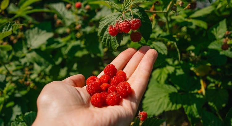 Megviselte a bogyósokat a hőség: 30% is odalett