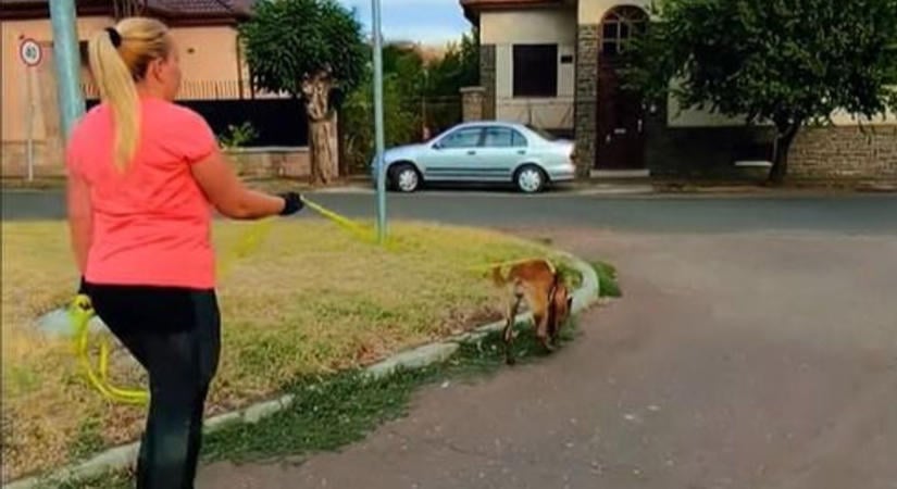 FantaSztikus sikert ért el a fiatal mentőkutya, videón a különleges keresés