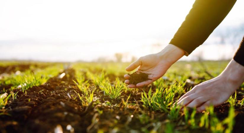 Talajtakarás, no-till, diverzifikáció – miért támogatják ezeket a gyakorlatokat?