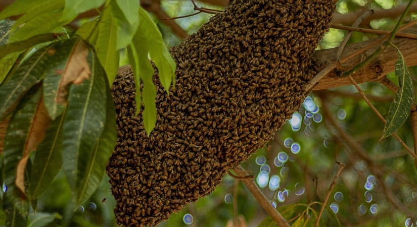 Saját testével védte hároméves kisfiát az anya a támadástól, ő halt bele