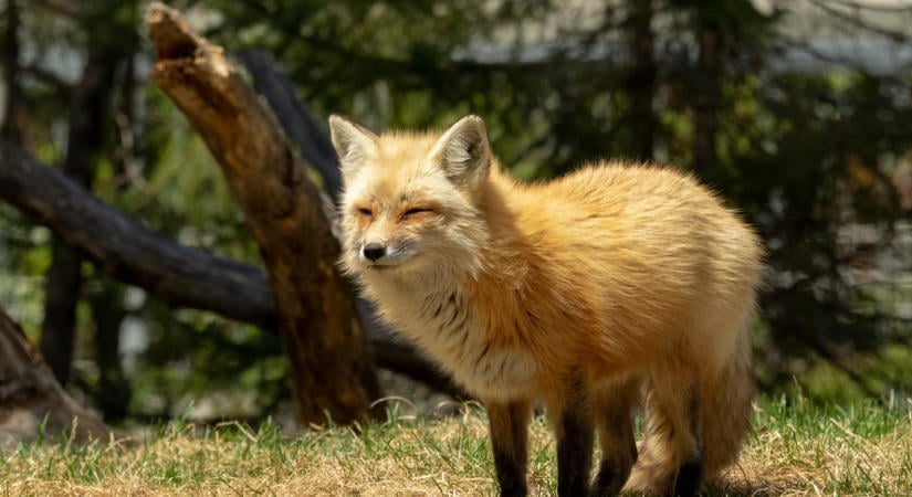 A WWF friss jelentése szerint az elmúlt 52 évben drámai mértékben csökkent a vadon élő állatok száma