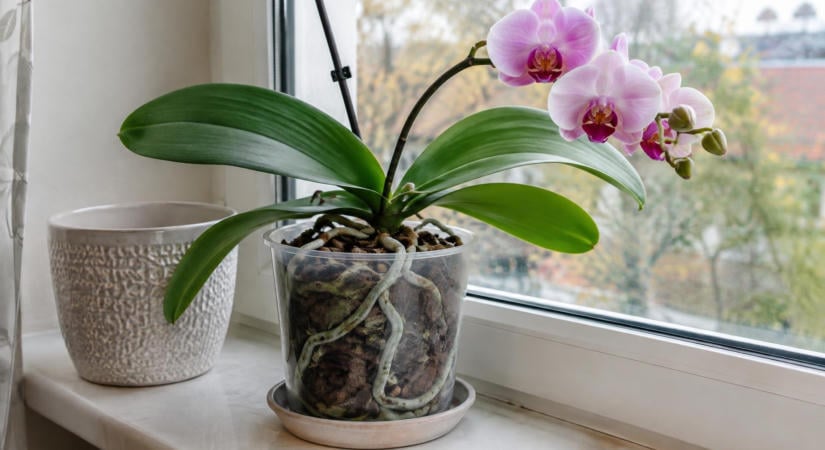 Októberben is ugyanúgy locsolod az orchideát? Könnyen túl sok vizet kaphat