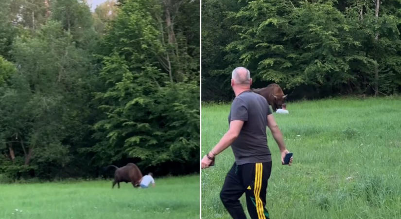 Újabb bölénytámadás videón – ezúttal Lengyelországban került bajba egy turista