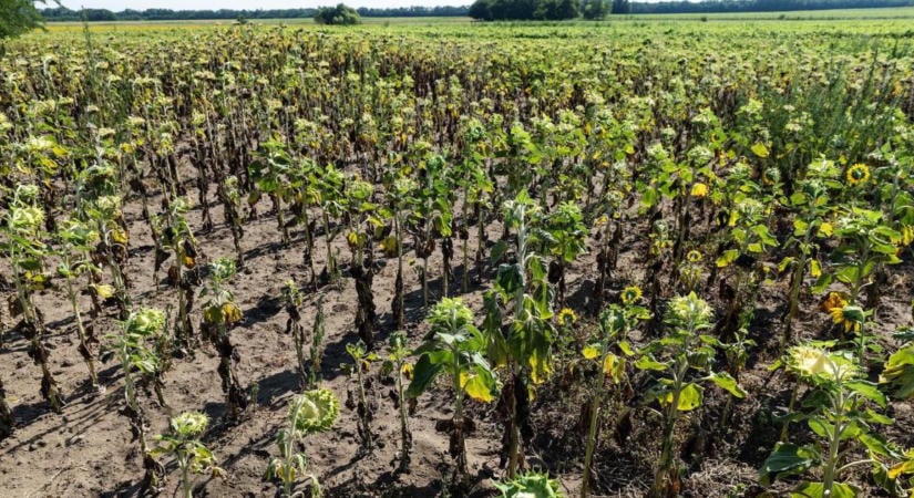 Ömlött a pénz a magyar agráriumba, 666 milliárdot fizettek ki