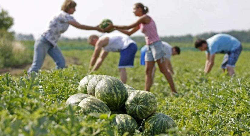 Elhalasztják a dinnyetermesztők a Penny alsónémedi központjához hirdetett tiltakozó akciójukat