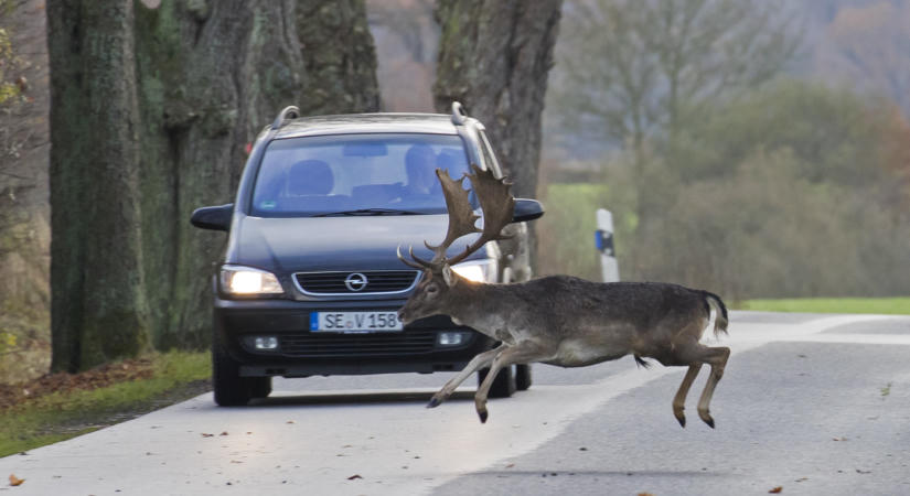Vadgázolás után rejtélyes betegség fertőzte meg a sofőrt
