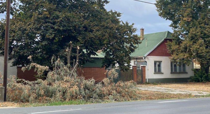 Brutálisan visszavágott fák miatt háborognak, a polgármester is megszólalt – galériával, videóval