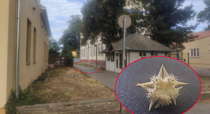 Ez nem olyan dinnye! Gumikat és kutyatalpakat szúr ki a biciklisek réme