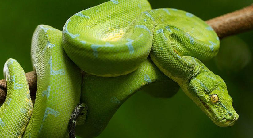 Komplett Python értelmezőt írt mindössze 1024 bájtban a Microsoft mérnöke