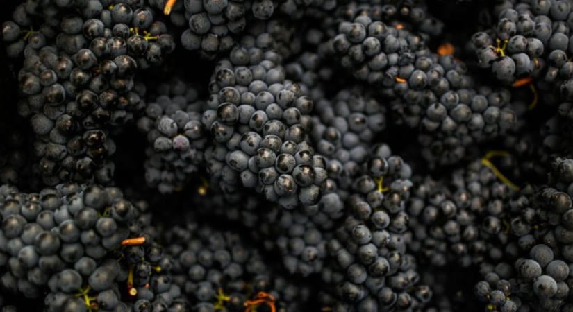 A flavonoidok a precíziós növénynemesítés új célpontjai lehetnek