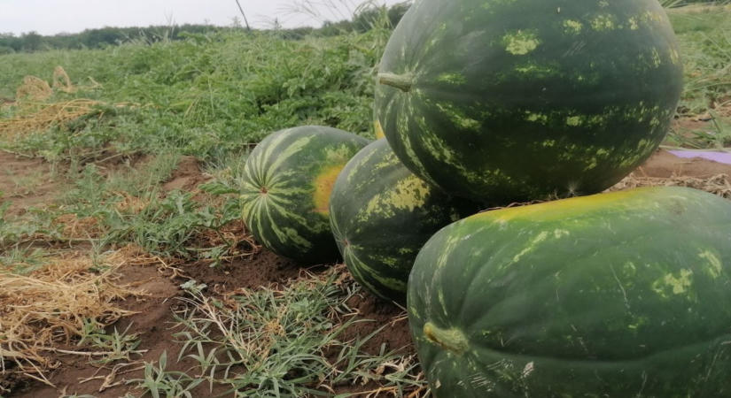 Ráromlik a termelőkre a jó hevesi dinnye? Kitálalt a kereskedő, ő már a vadaknak viszi