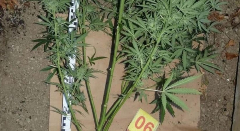Cannabisültetvényt találtak egy egri férfinál, őrizetbe vették a rendőrök