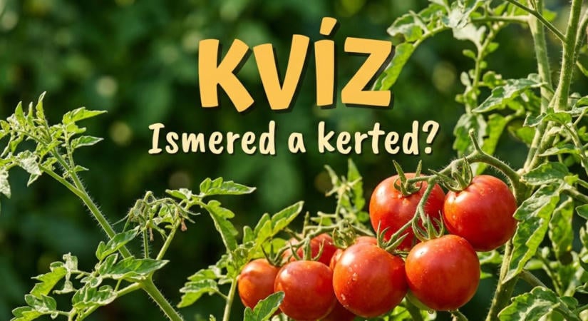 Kvíz: Paradicsom, körte, nefelejcs. Mennyit tudsz a kert növényeiről?