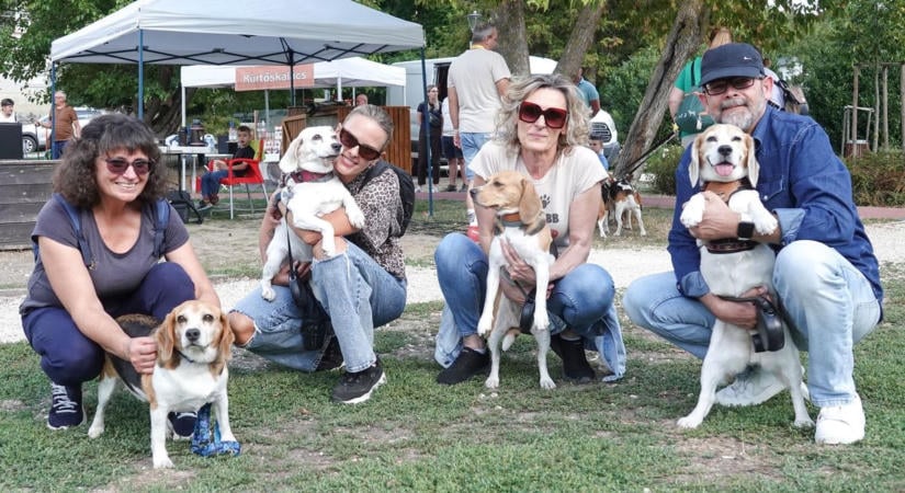 Hosszú fülek, hideg orrok: hetedszer találkoztak a beagle-ök és gazdáik Veszprémben ( fotók, videó)