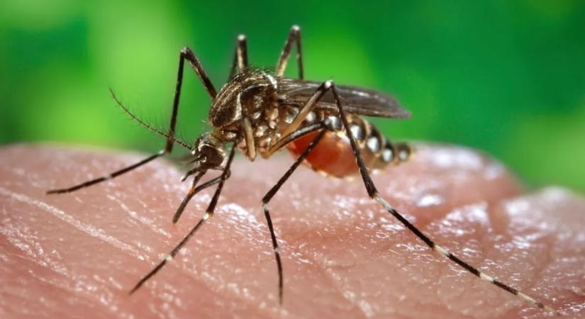 Veszélyes szúnyogok jelentek meg Londonban, már szaporodni is kezdtek