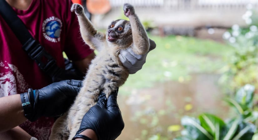 Aranyos, de életveszélyes makira bukkantak