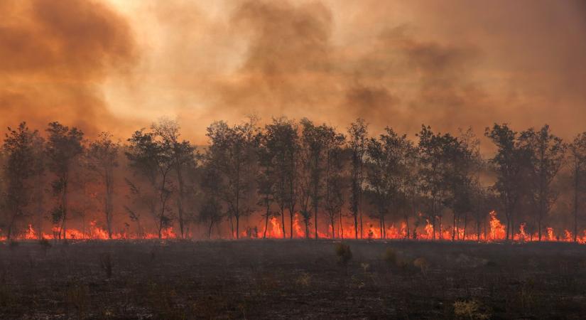 Olyan íve volt a cigicsikknek, mint egy szép beadásnak a focivébén